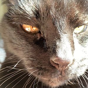 Meet your Posher, Jake